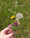 Lernvorhaben im Homeschooling - die Blumenwiese